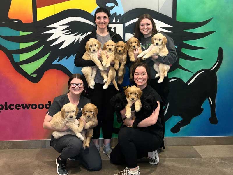 Spicewood Pet Hospital