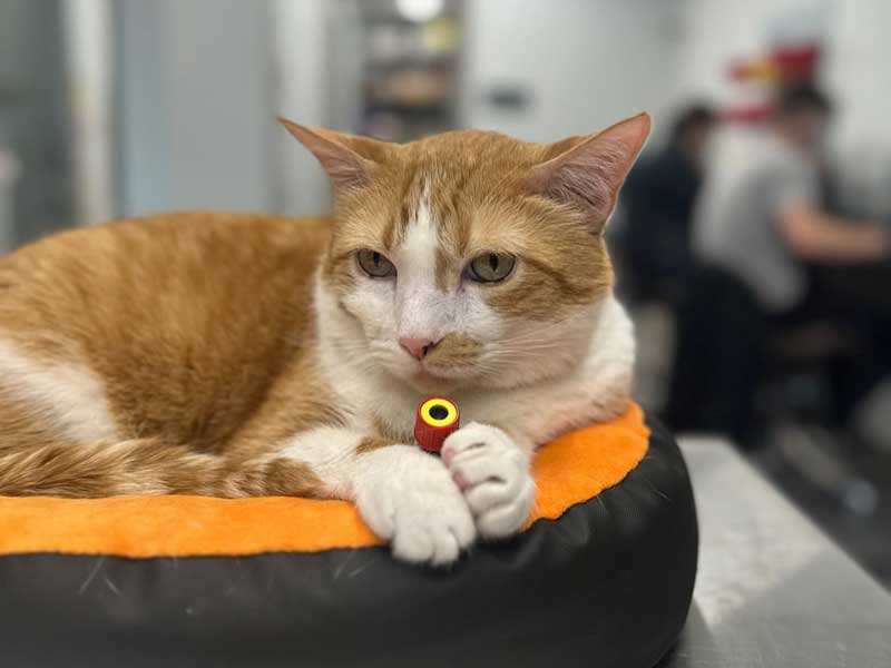 Veterinary Resources for your Pet