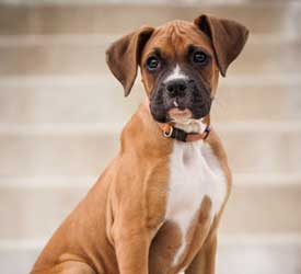 Pets14