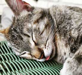 Pets4