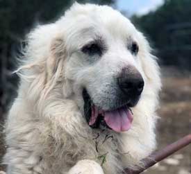 Pets6