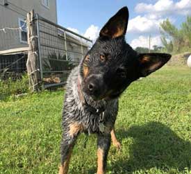 Pets7