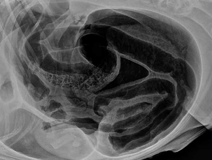 Canine Bloat