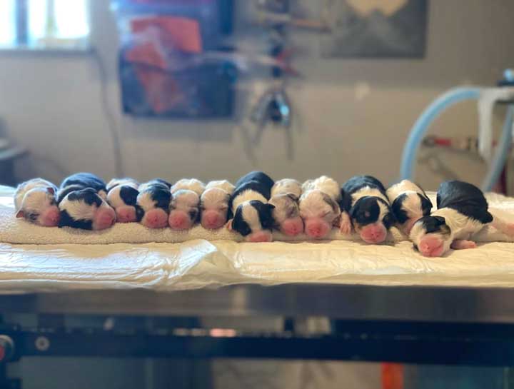 Canine Reproduction Veterinarian