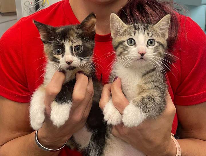 Puppy & Kitten Care 