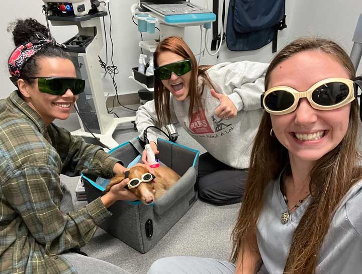 Laser Therapy for Pets